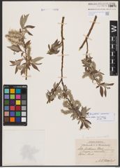 Salix burjatica Nasarow